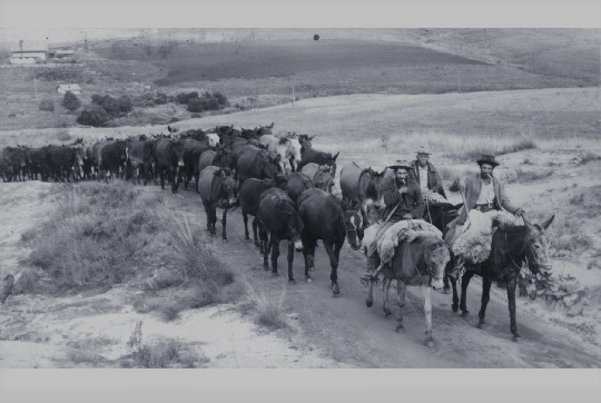 Tropa de mula - A caminho de Sorocaba - Acervo Tropeiro Camponêses